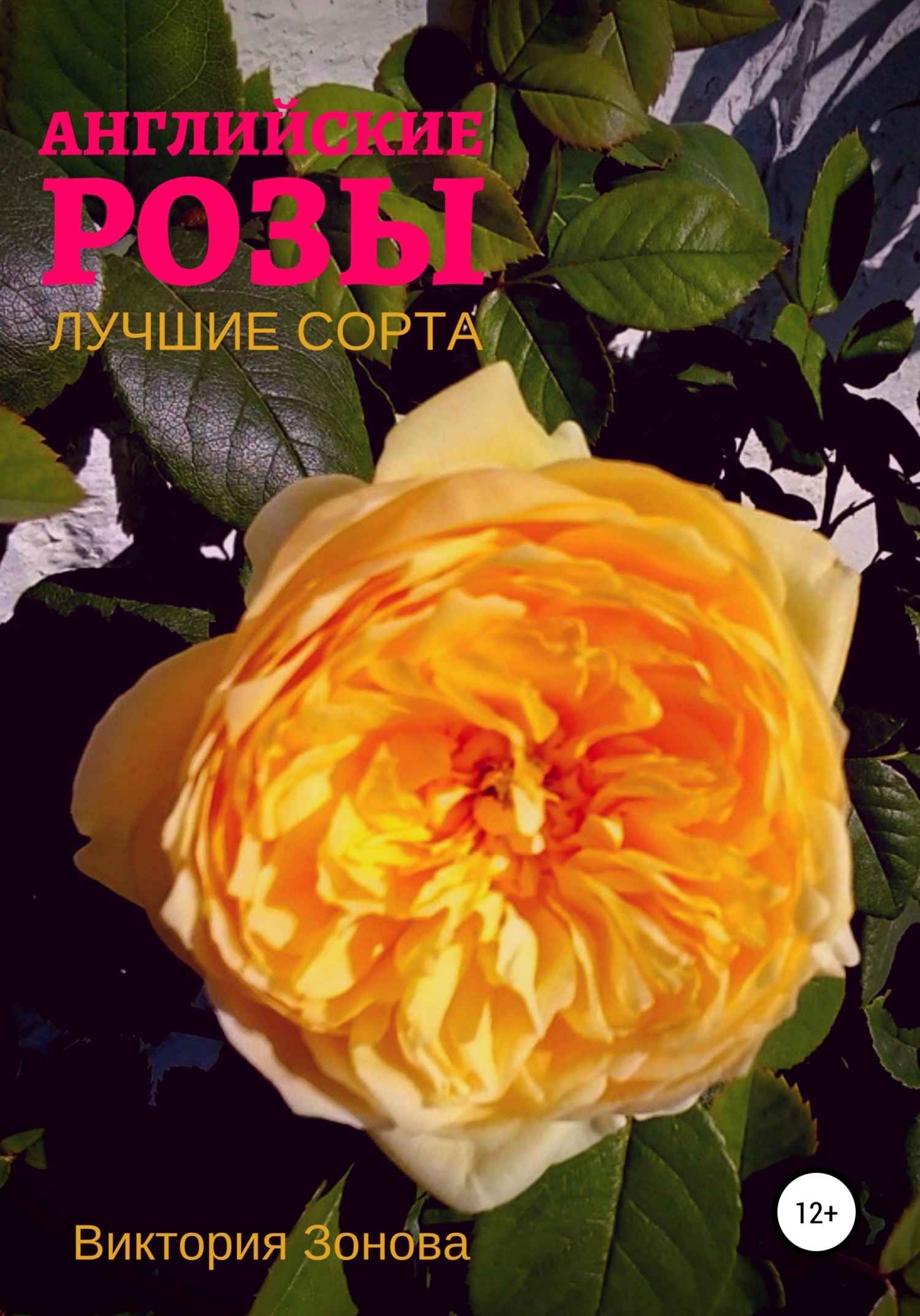 Английские розы. Лучшие сорта